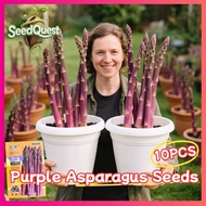 100% Original 10pcs Purple Asparagus Seeds for Planting Bonsai Vegetable Plants Seeds High Yield Fre