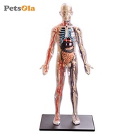 [PETSOLA] Interactive Human Body Fully Anatomy Figure Human Body Model for Kids Anatomy