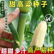 Sweet Sorghum Seeds Zhongke Sweet No. 1 Giant Sorghum Multiple Harvesting Hulk Beef Sheep Fertilizer