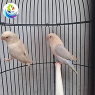 Lovebird Dewasa Biola Euwing Vio Pf x Bio Vio Pf
