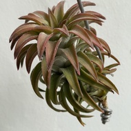 Air Plant Tillandsia Ionantha vanhyningii jumbo