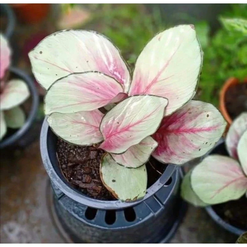 Tanaman CALATHEA SILVER PLATE - Pohon hidup calathea silver plate