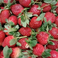 BUAH STRAWBERRY FRESH ( 1KG ) /STROBERY FRESH 1 KG