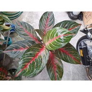 ✷Yna_Lin Common/Uncommon Aglaonema varieties (LIVE) Collection❣