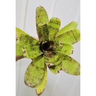 bromeliad miniature Cougar