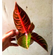Aglaonema Red Sumatra Live Plant