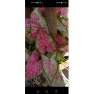 Caladium Rare Tumpah Darah,keladi tumpah darah