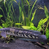 ikan channa pseudo sp marulius lokaliti india 9-10cm