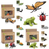 Montessori Life Cycle Learning & Education Toys, Plastic Insect Ladybug Monarch Butterfly Tadpole to