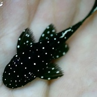 L183 starlight pleco 1.5cm