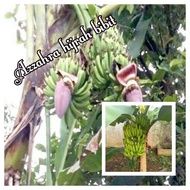 Bibit pisang bertandan 2 bonus pisang ambon mini 1