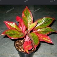 tanaman hias aglonema lipstik merah/aglonema siam merah
