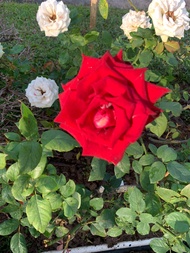 [วันนี้เท่านั้น]💥 กุหลาบที่แดงสด ❤️ ดอกใหญ่ สามารถนำไปปลูกได้เลย สวยๆ เลี้ยงง่าย ควรลดน้ำ1-2วันครั้ง จะให้ต้นสูงใหญ่ แนะให้ปลูกลงดิน/กระถางใหญ่ค่ะ #ไม้มงคลราคาถูก