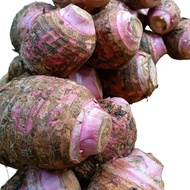 Ubi Talas Ungu 1 Kilogram ( Talas Pratama 3) Segar. Umbi umbian