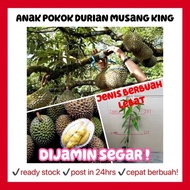 Rina • anak pokok durian musang king • dijamin segar cepat berbuah buah hybrid fruit sapling malaysi