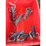 READY STOK🍤Lobster Air Tawar/2 inci(HIDUP)