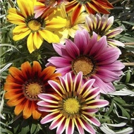 Biji Benih Bunga Gazania Splendens Flower Seeds (Mix Colour) (20 seeds) 勋章菊种子 (混色)