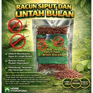 RACUN SIPUT / LINTAH BULAN GRED PREMIUM / SNAIL POISON