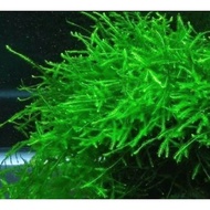 pohon aquascape java moss weping /1cup es cream