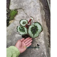 tanaman hias Begonia keong escargot