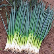 FAMILIFE (1000 Seeds) Vegetable Spring Onion Seeds/Scallion Seeds/Vegetable Seeds (Seeds ONLY)