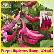 Fresh Organic Purple Eyebrow Beans Seeds Vegetable Seeds (20 Seeds) 紫红眉豆种子 Purple Hyacinth Beans See
