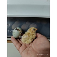 Telur Ayam Berbenih Kampung Bulat Leghorn Layer Ameraucana Easter Egger Kulit Hijau Chicken Egg Incu