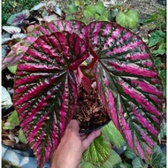 Tanaman Hias Bunga Begonia - Begonia Rex Walet
