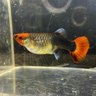 ikan guppy tuxedo koi sepasang(1pair)