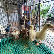 Anakan Burung Merak Biru India Legal