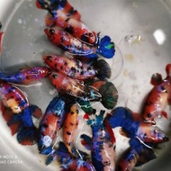 hiasan aquarium betina nemo galaxy multi full telur siap bred