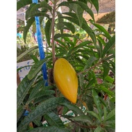 [Rare] Pokok YELLOW SAPOTE/ EGG FRUITS Hybrid Taiwan grafted can grow in pot live plant