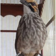 sepasang burung cucak Rowo/indukan cucak Rowo termurah/burung ternak