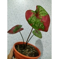 Anak pokok keladi cat tumpah daun bulat RED BARET CALADIUM Keladi Infiniti