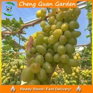 Anak Pokok Anggur Dixon Grape Sapling Pokok Import Dari Thailand Senang Berbuah