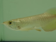 5inch+- Cross Back Blue Base Golden Arowana (MGBB) 蓝底过背金龙鱼