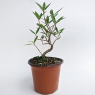 READY bibit bahan bonsai Beringin California