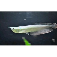 Ikan Hias Baby Arwana Silver Red Brazil - Anakan Ikan Arwana Silver