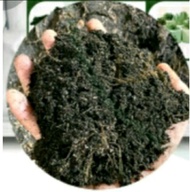 Tanah hitam organik 7 in 1 ready to use 1 kg  rm1.20 sen