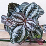 Pilea Spruceana by LS Group
