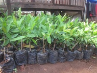 Bibit Jambu Madu Deli Okulasi Cepat Berbuah Jambu Air Madu Deli