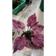 caladium