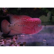 Flowerhorn red kamfa