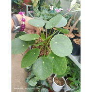 Chinese Money Plants