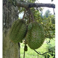 Baja Pokok Buah Durian Kahwin Musang King Black Thorn  Pack 1kg