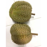 D99 Ready Stock/Pokok Kawin