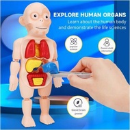 Kid 3D Human Anatomy Model Toys Montessori Educational Toys Kids Educational learning Toys