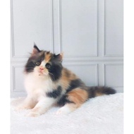 Kucing Persia Kitten/Munchkin/Himalaya