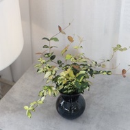 水培植栽│黃金絡石_室內植物 辦公室盆栽 店內擺設