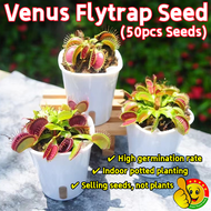 ปลูกง่าย ปลูกได้ทั่วไทย (50เมล็ด/ซอง) กาบหอยแครงปากแดง เมล็ดพันธุ์ Venus Flytrap Seeds for Planting Fly Trap Funny Plants Seeds Bonsai Seeds Carnivorous Plants Flower Seeds Mosquito Repellent Succulents Seeds เมล็ดบอนสี เมล็ดดอกไม้ ของแต่งบ้าน บอนไซ